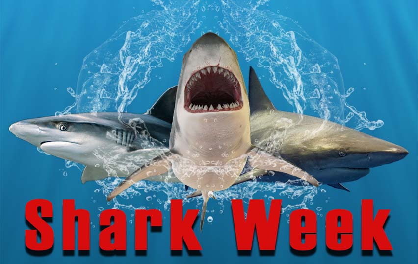 Shark Week